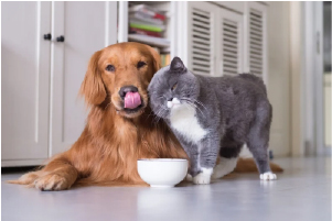 ANIMALS & PETS